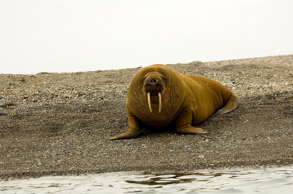 2507 Hvalros27.jpg - Walrus (Odobenus rosmarus) Hvalros, Spitsbergen Norway July 2008